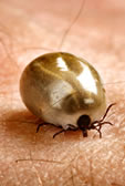 Lyme Disease